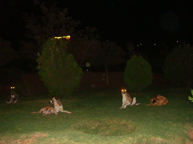 سگ های بلاصاحب در تیرگی شب 
